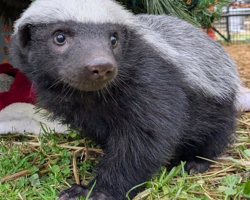 Hands-On Honey Badger Encounter in Cleveland, GA
