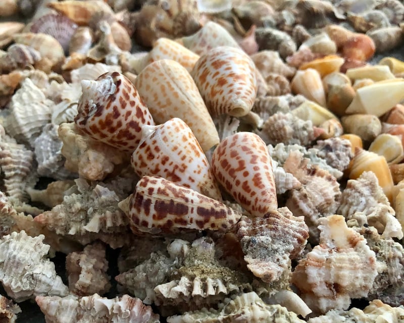 Marco Island Wildlife & Shelling Cruise