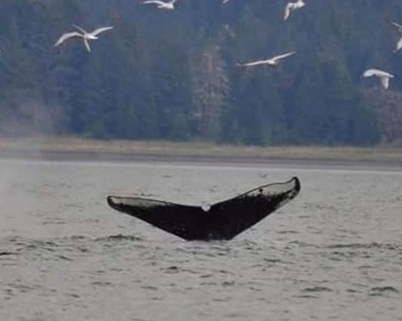 Juneau 4-Hour Whale Watching Cruise