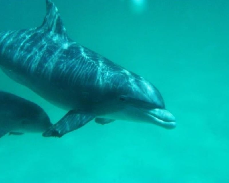 Egmont Key Boat Tour & Fort Dade Ruins Snorkel