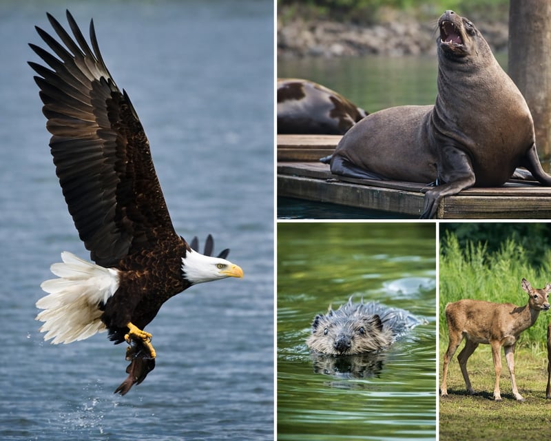 Private Willamette River Wildlife Cruise in Portland