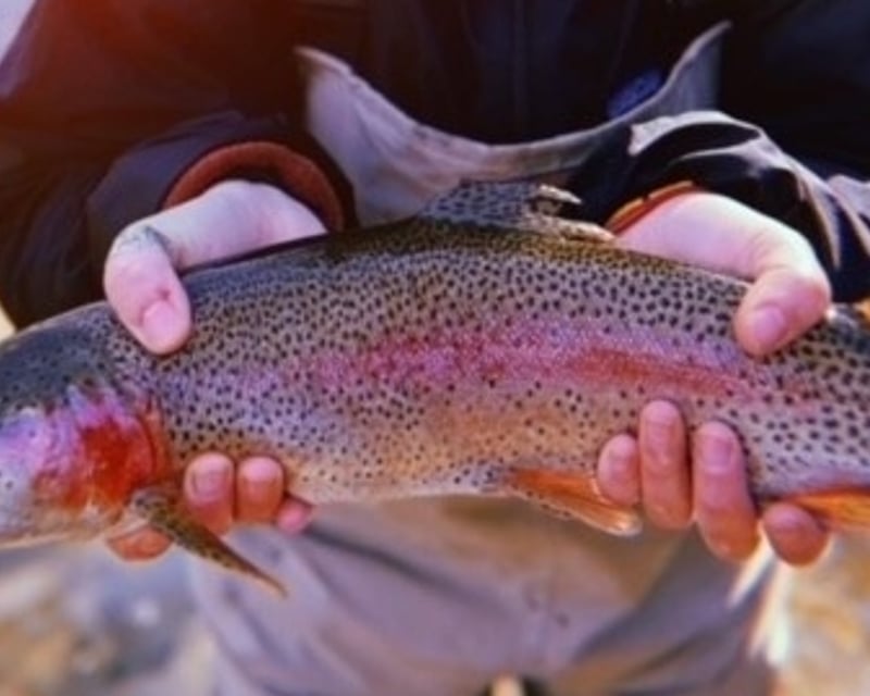 Guided Trout Fly Fishing Wade Trip Near Hendersonville