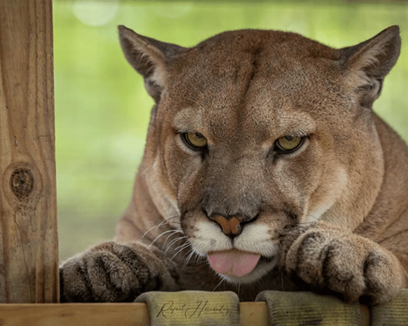 Private Wildlife Tour & Big Cat Feeding in Gainesville