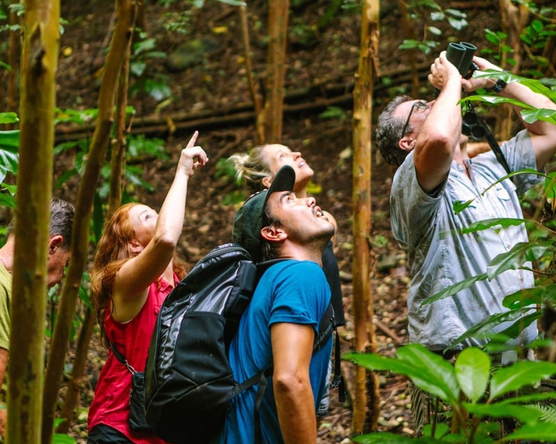 Hakalau Forest Birdwatching Guided Tour