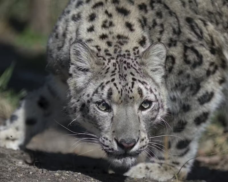Central Park Zoo Total Experience Ticket in New York City