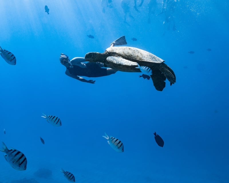 Turtle Canyon Snorkel Boat Tour From Honolulu