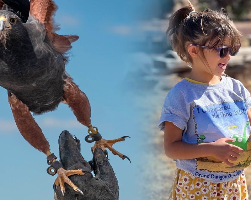 Falconry 101 Hawk Hunting Experience in Williams, AZ
