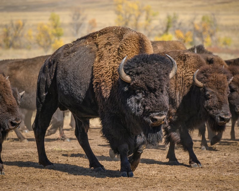 Buffalo Roundup Guided Tour in Custer State Park