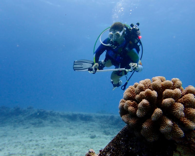 Coral Reef Conservation Diving Tour in Honolulu