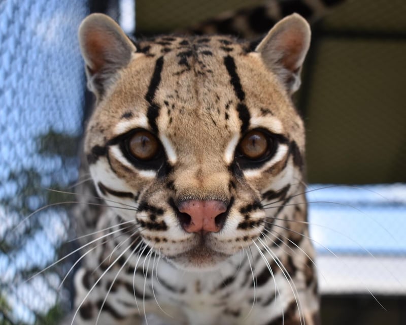 Guided 10-Species Cat Tour in Loxahatchee