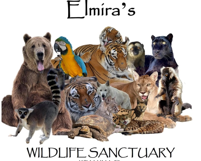 Big Cat & Bear Sanctuary Walking Tour in Wimauma