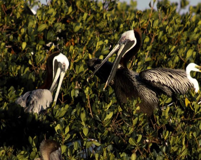 Sarasota Dolphin & Wildlife Boat Tour