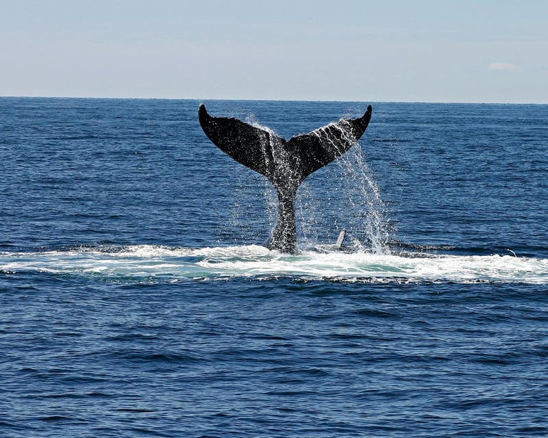 3.5-Hour Icy Strait Fishing & Whale Watching Charter
