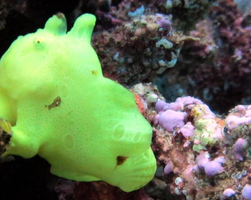 Private 2-Tank Night Shore Dive at Koloa Landing, Kauai