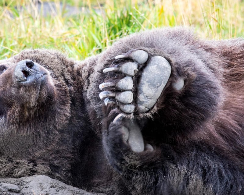 6-Hour Turnagain Arm Guided Tour