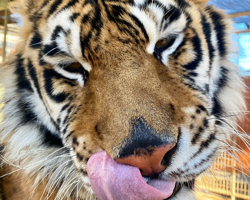 Private Exotic Animal Sanctuary Tour in Phelan