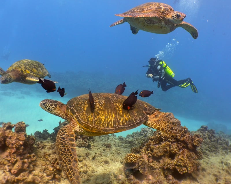 Electric Beach Shallow Reef Shore Dive on Oahu