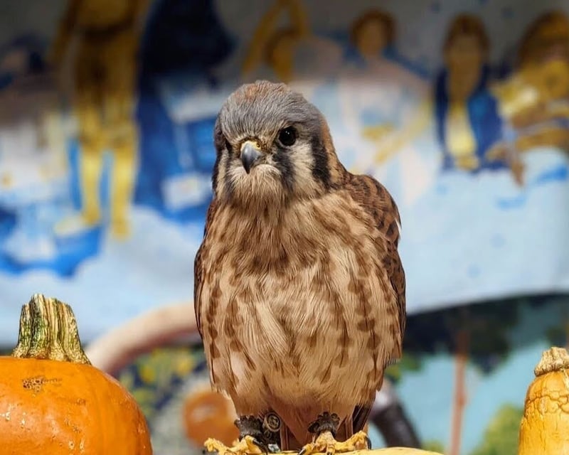 Virtual Raptor Ambassador Meet & Greet From Corvallis
