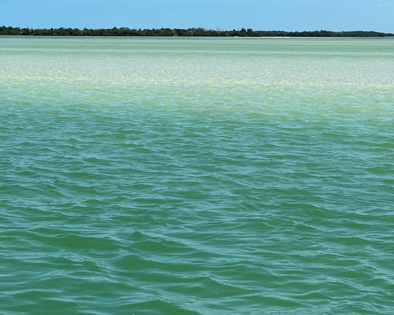 Private Eco Tour or Sunset Cruise in Big Pine Key
