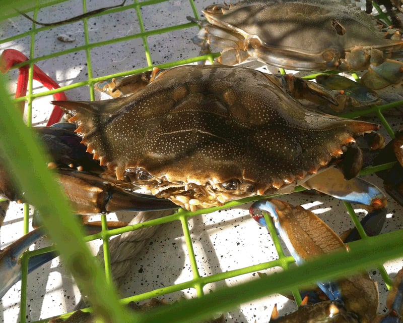 Private Crabbing Charter in Bluffton