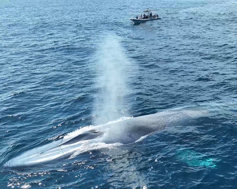 Small-Boat Dolphin & Whale Watching in Long Beach