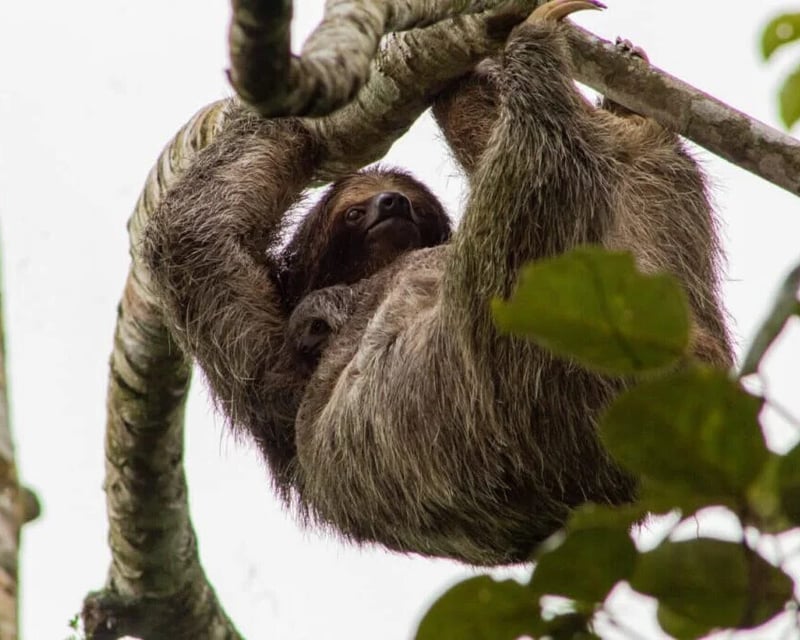 Rainforest, Sloth & Culture Tour Near Tenorio Volcano