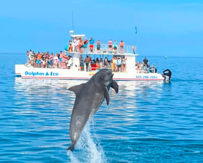 Morning Dolphin Watching & Reef Snorkel Tour in Key West