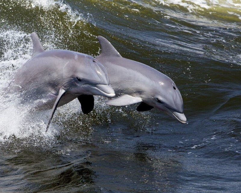 Hilton Head 1.5-Hour Dolphin Cruise