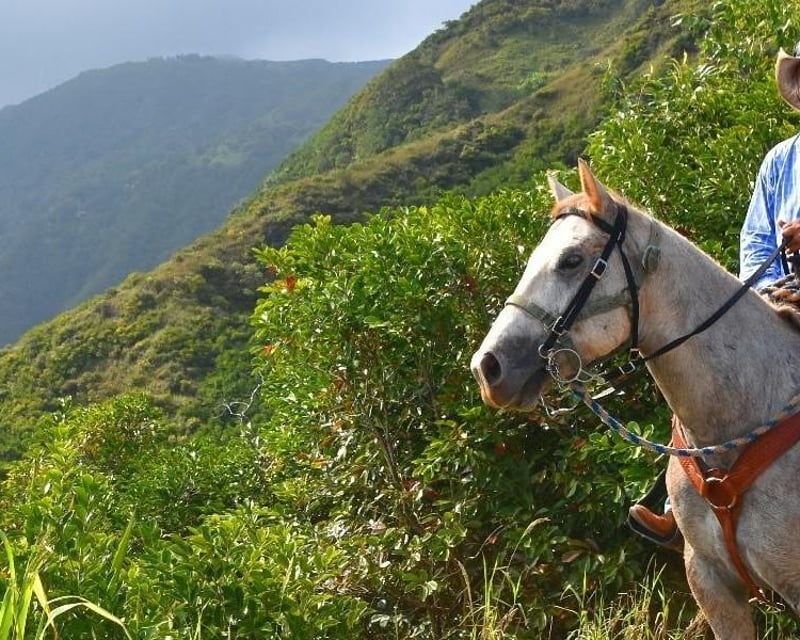 Mountain-to-Ocean Horseback Ride in Wailuku, Maui