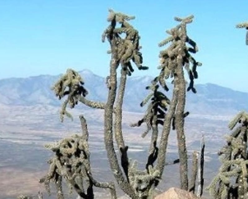 8-Hour Guided Hike To Carr Peak From Bisbee