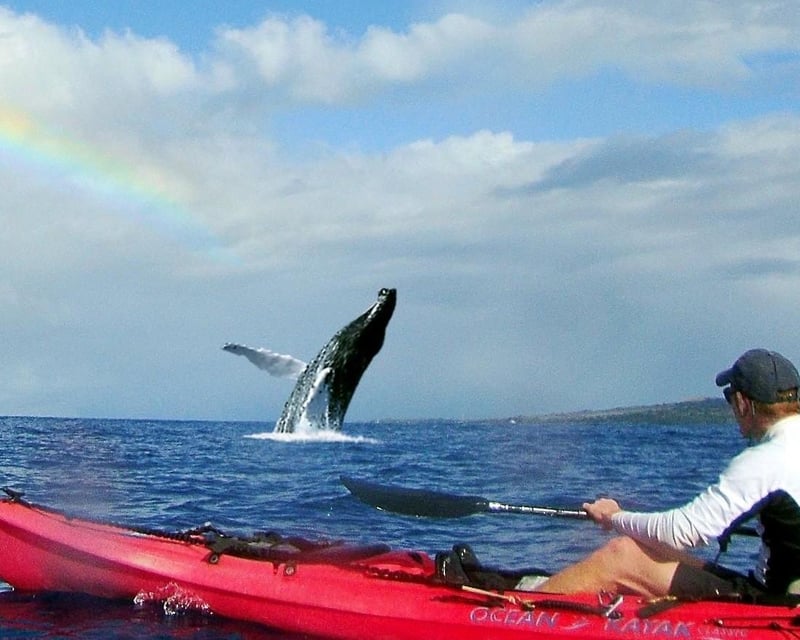 Kayak, Whale Watch & Snorkel Tour near Lahaina, Maui