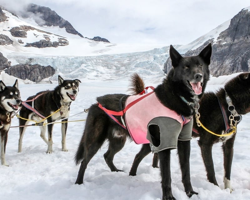 Juneau Dog Sledding & Glacier Landing