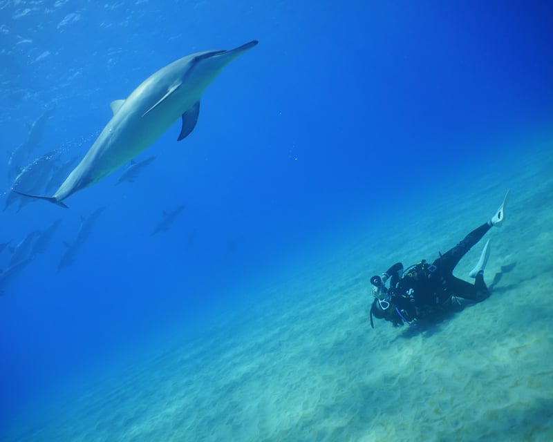 Beach Diving in West Oahu for Beginners & Certified Divers