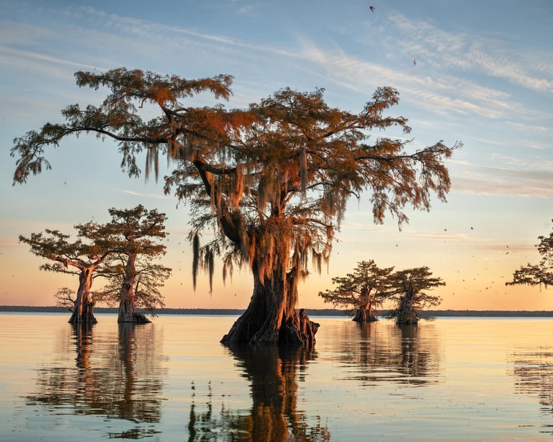 Explore Louisiana Cypress Swamps on a 5-Day Photo Workshop