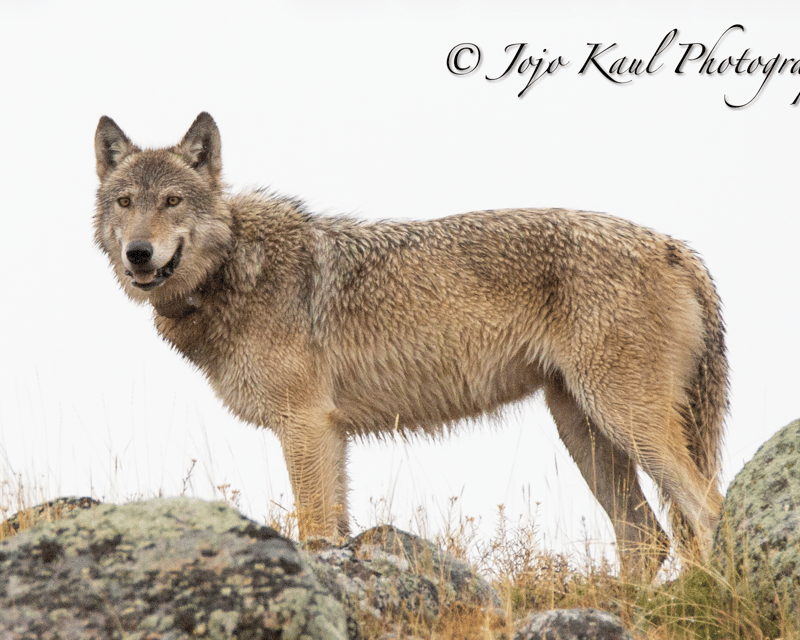 Fall Wildlife Photography Tour from Livingston
