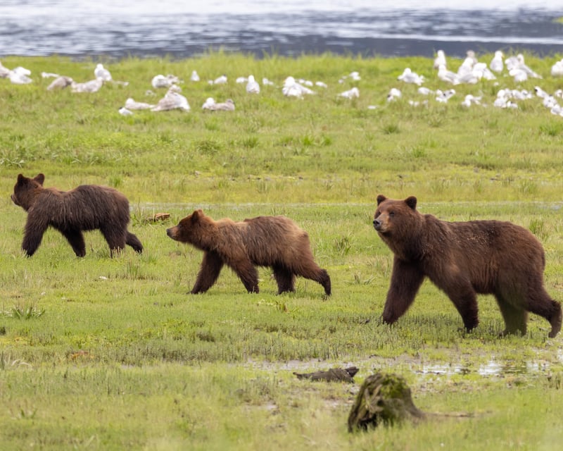 Guided Brown Bear Viewing Tour at Pack Creek