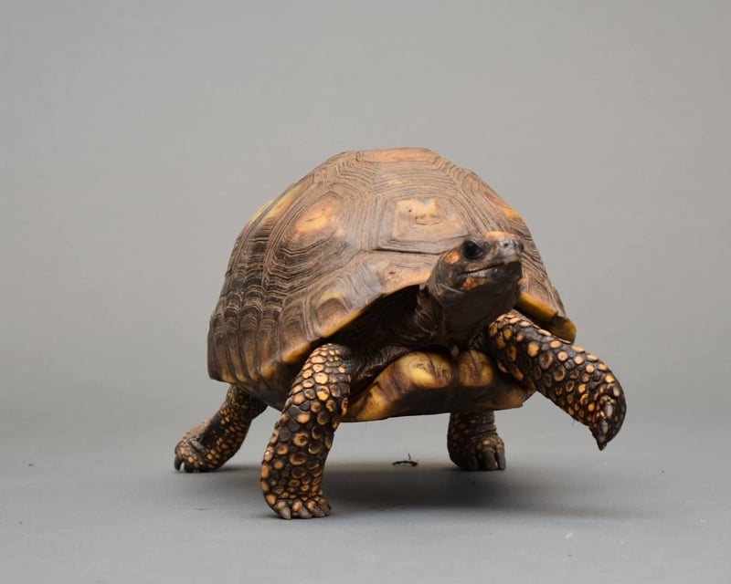 Private Tortoise Meet & Greet at Downtown Aquarium Denver