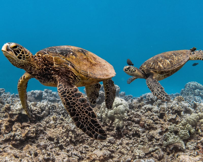 Wailuku Turtle Snorkel & Taco Cruise