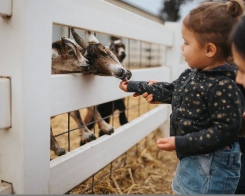 Barnyard Farm Petting Zoo in Rock Island, WA