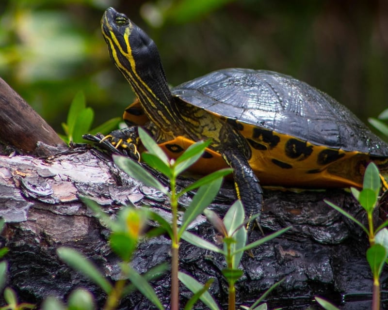 1-Hour Kitty Hawk Maritime Forest Kayak Tour