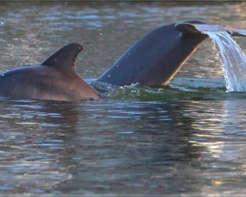 Dolphin & Nature Cruise on Hilton Head Island
