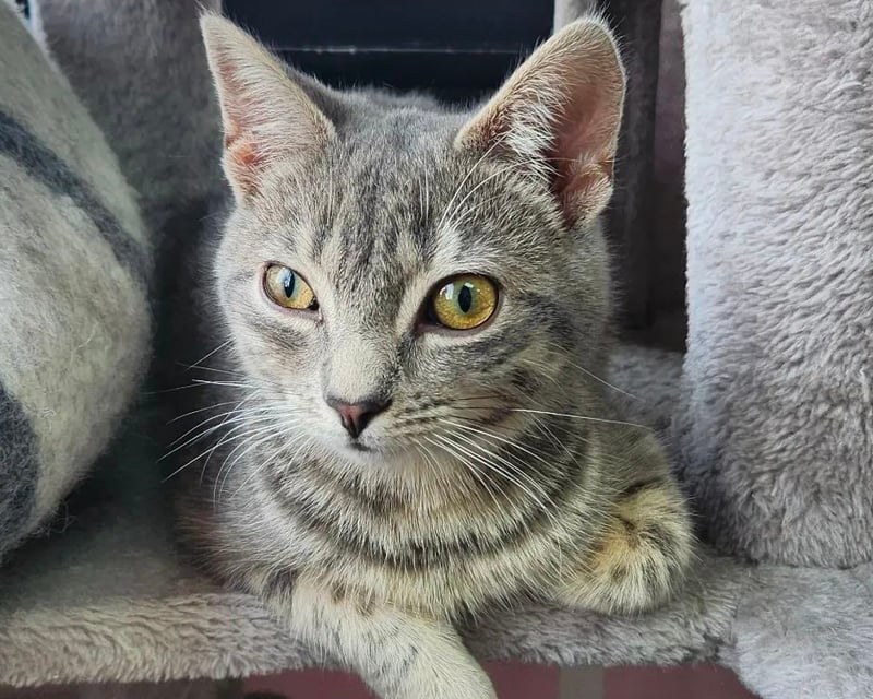 Cat Cafe Visit with Shelter Cats in New Paltz