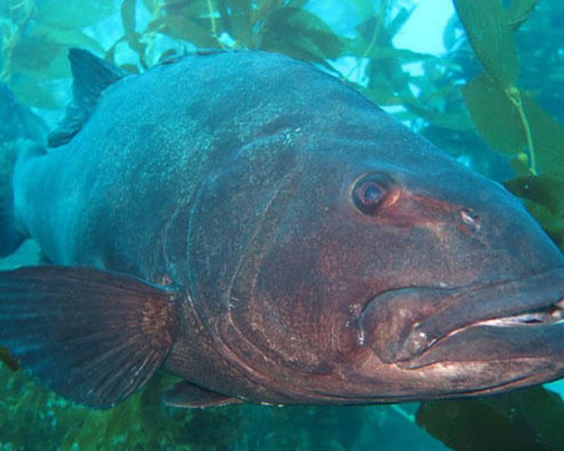 Dive Catalina Island Kelp Forest on a 2-Hour Guided Dive