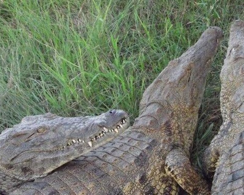 Behind-the-Scenes Crocodile Tour in Angleton