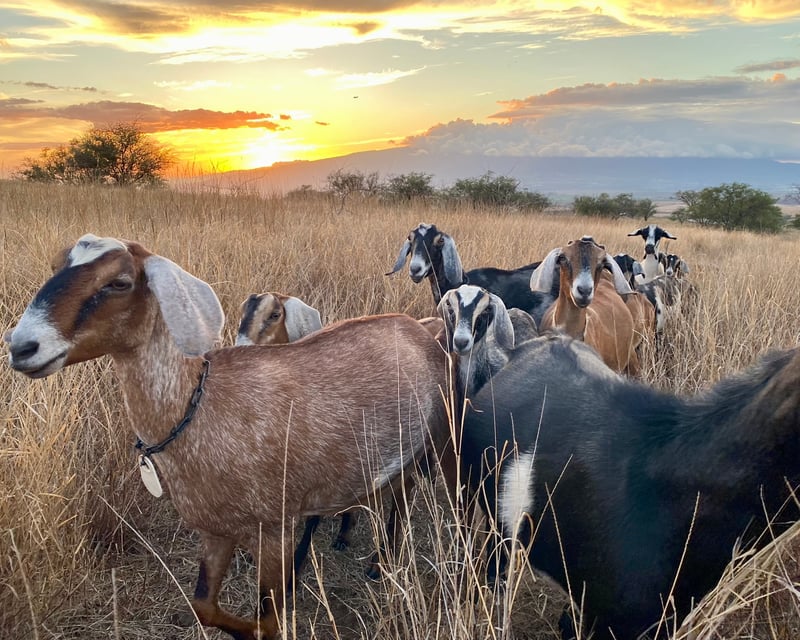 Goat Dairy & Ice Cream Farm Tour in Kula, Maui