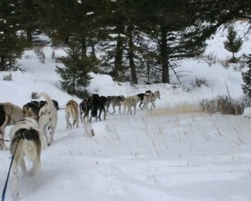 Learn to Mush Husky Dog Sledding in Gallatin Gateway