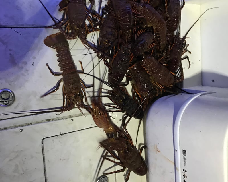 Lobster Fishing Charter in Avalon