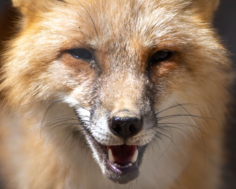 Fox Educational Experience in Santa Ysabel