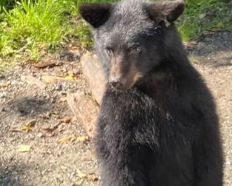 Ketchikan Wildlife Guided Tour