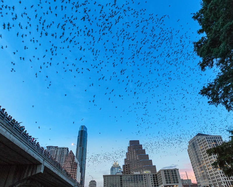 Sunset Kayak Tour at Congress Avenue Bridge, Austin